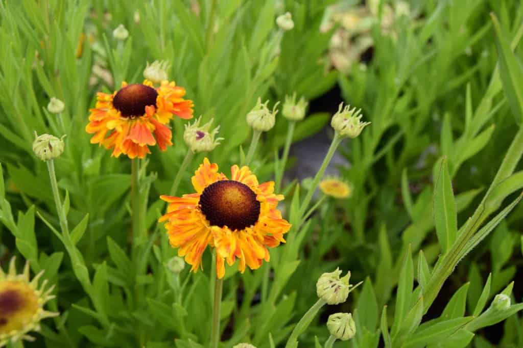 Helenium 'Sahin's Early Flowerer' ---